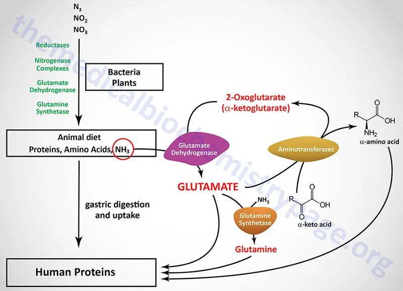 Sources of Ammonia for Urea Cycle