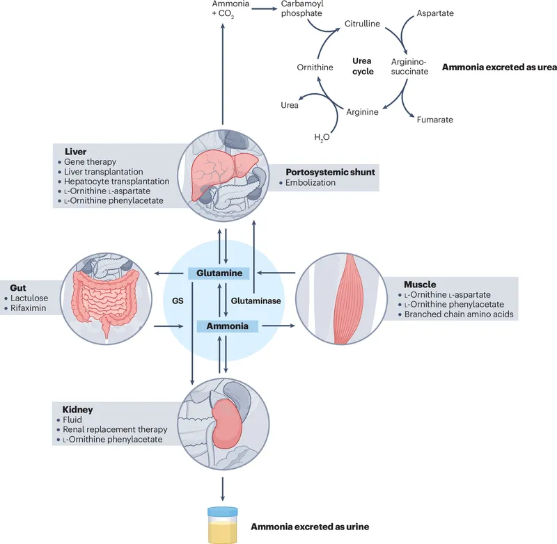 Ammonia metabolism and urea cycle in hyperammonemia