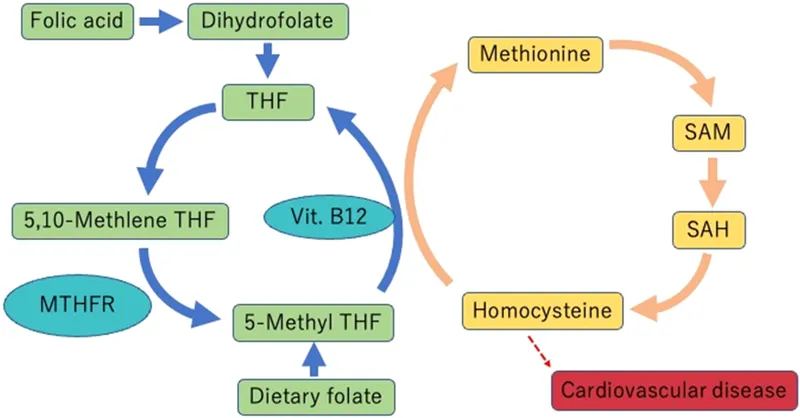 Folate and B12 Metabolism with Homocysteine Link