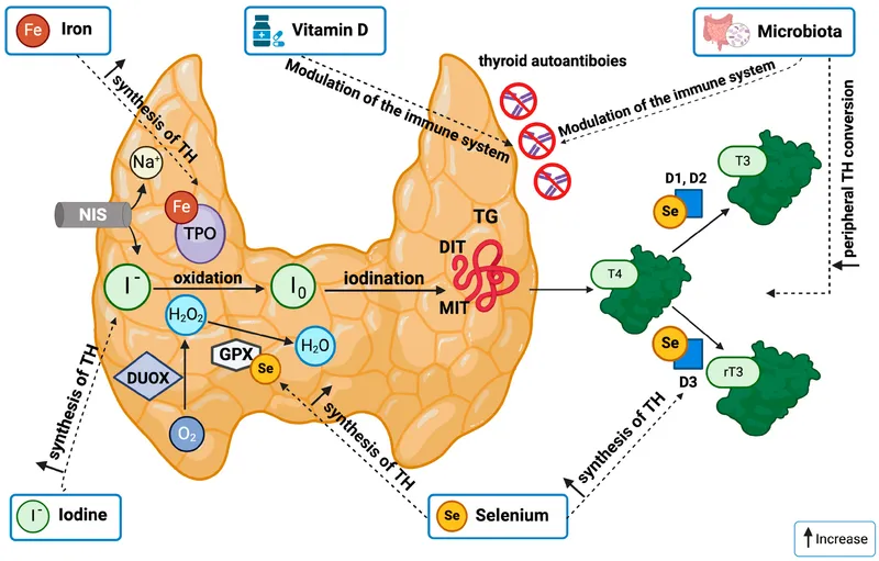 Thyroid hormone synthesis: iodine, selenium, and iron roles