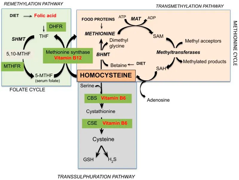 Folate, B12, B6 metabolism pathways and homocysteine