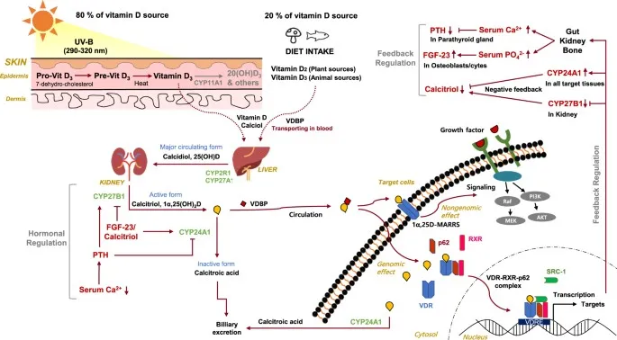 Vitamin D Synthesis, Metabolism, and Regulation