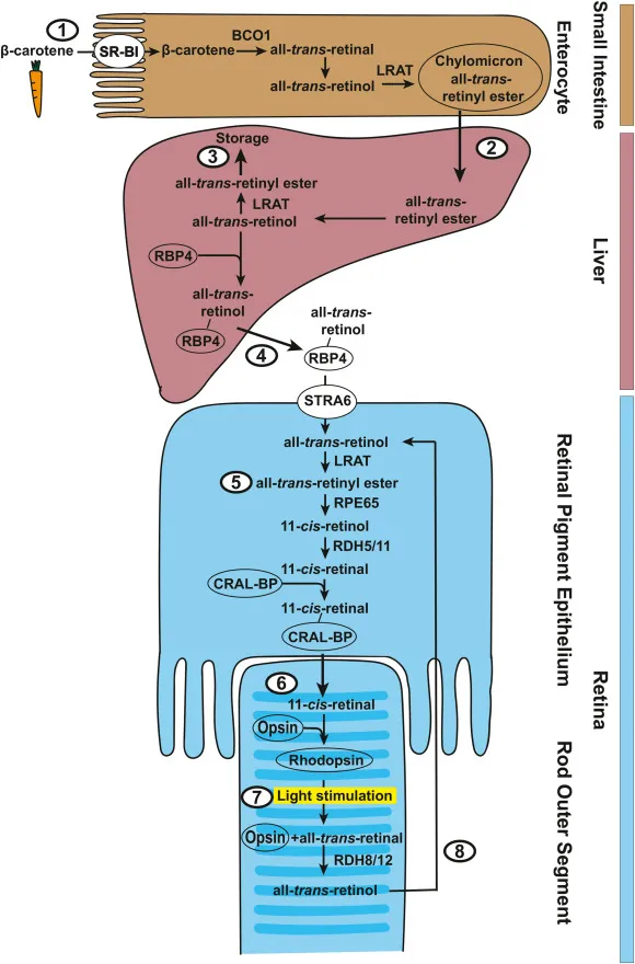 Vitamin A Metabolism and Vision Cycle