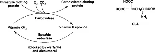 Vitamin K Cycle and Gamma-Carboxylation Mechanism
