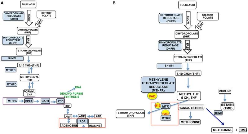 Folate and B12 in One-Carbon Metabolism
