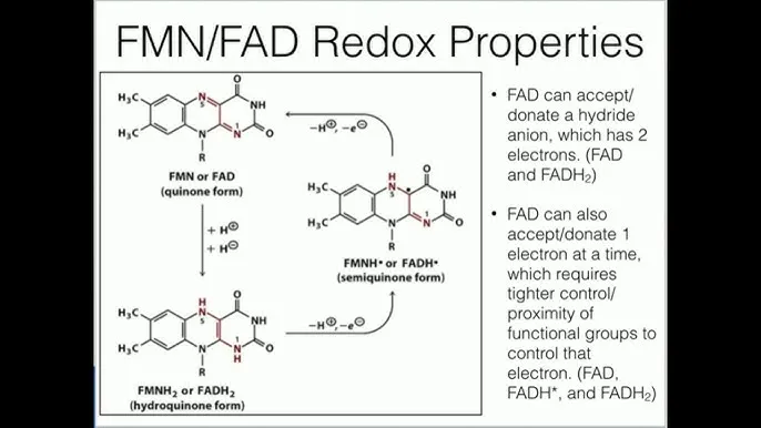 FMN/FAD Redox Properties