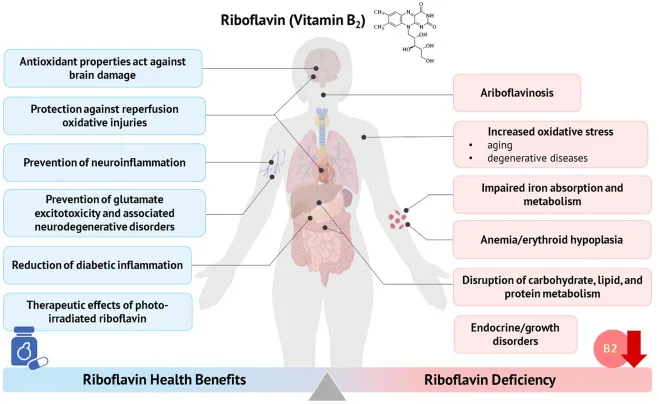 Riboflavin Health Benefits and Deficiency