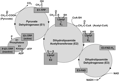 Pyruvate Dehydrogenase Complex Reaction Cycle