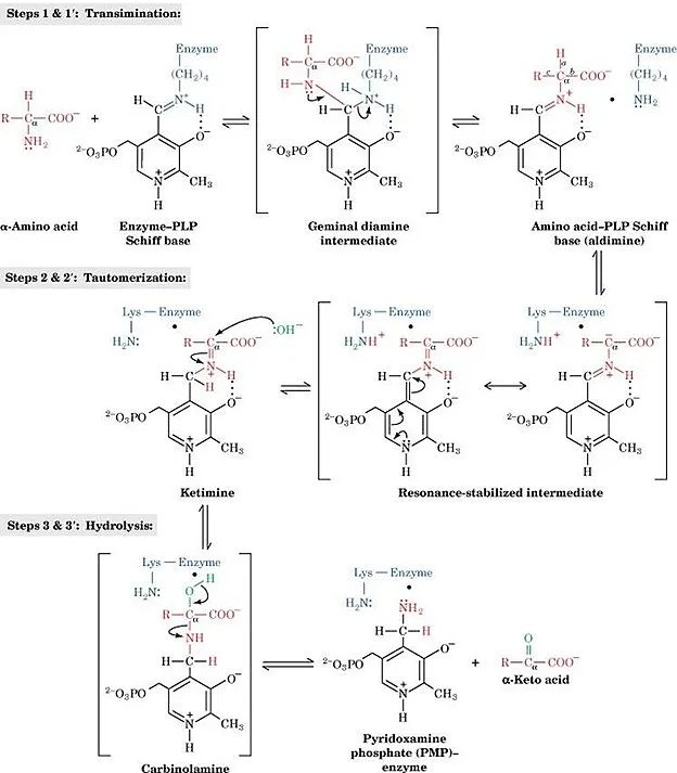 PLP-dependent transamination reaction mechanism