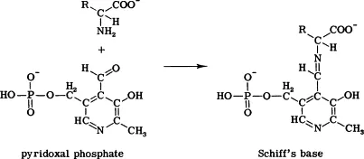 PLP Schiff base formation in transamination
