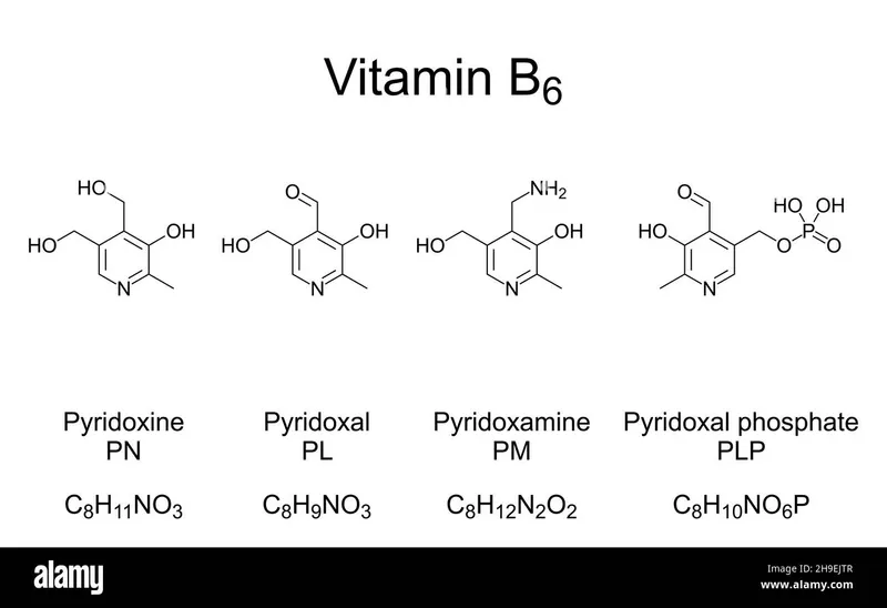 Vitamin B6 Vitamers and PLP Structures