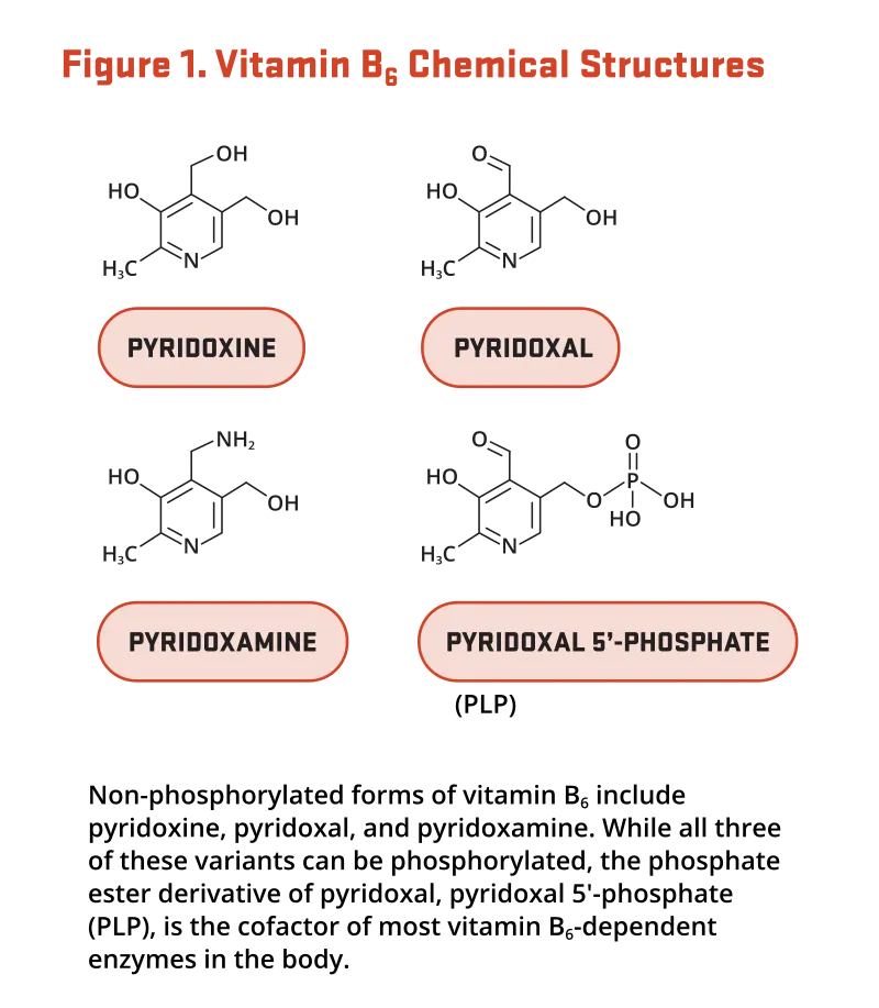 Vitamin B5 (CoA) and B6 (PLP) roles in metabolism