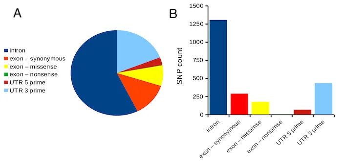 Pie and Bar Charts of SNP Counts