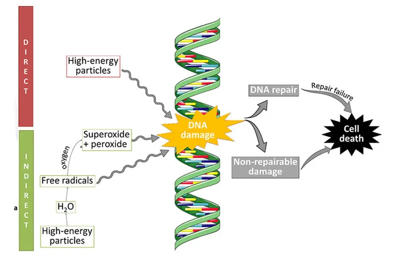 Direct and indirect radiation damage to DNA