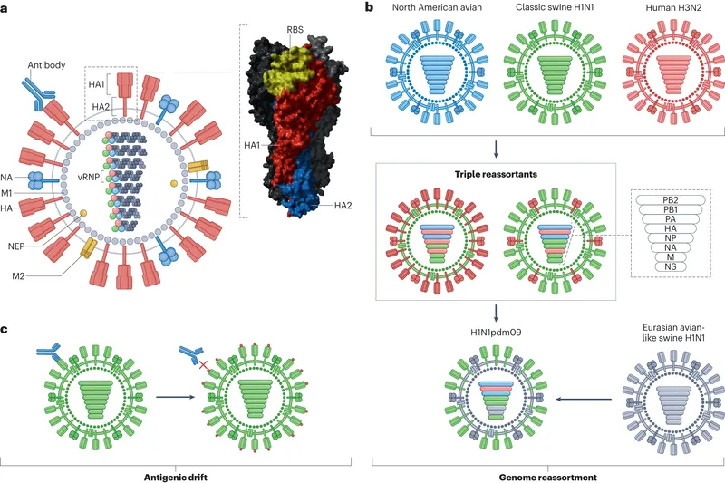 Influenza antigenic shift and drift