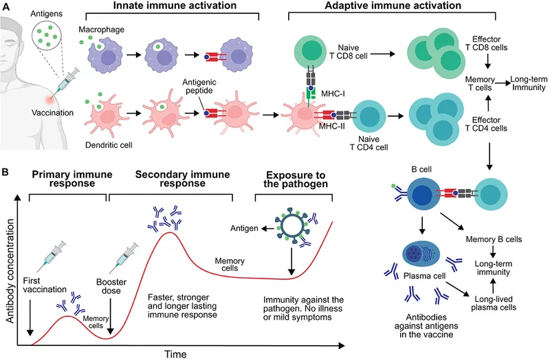 Immune response to vaccination and pathogen exposure