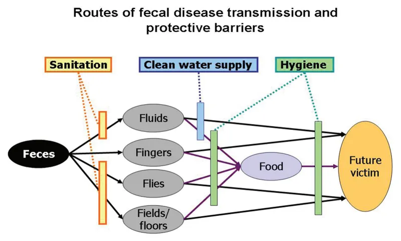 F-diagram of fecal-oral transmission & barriers