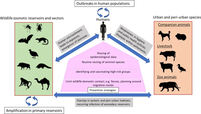 Zoonotic Disease Transmission & Prevention