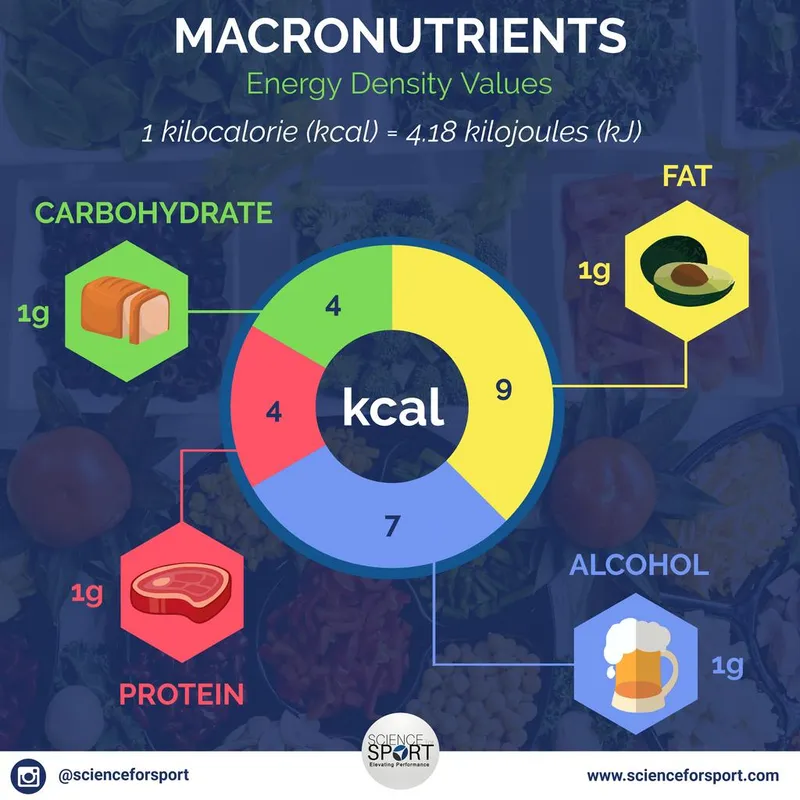 Energy density of macronutrients per gram