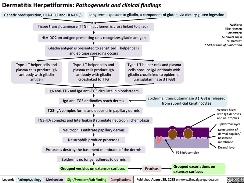 Dermatitis Herpetiformis Pathogenesis
