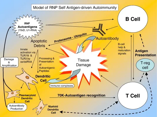 RNP Self Antigen-driven Autoimmunity Model