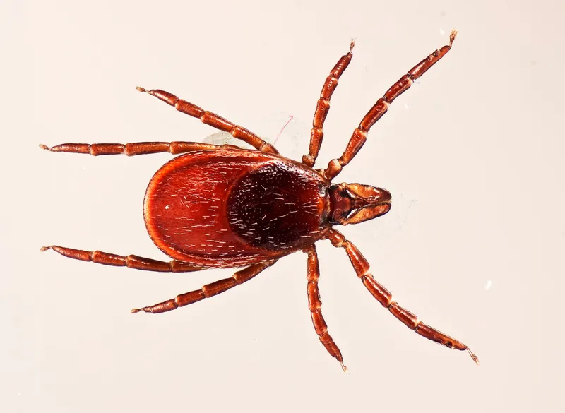Ixodes scapularis tick dorsal view