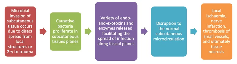 Pathophysiology of Necrotizing Fasciitis Spread