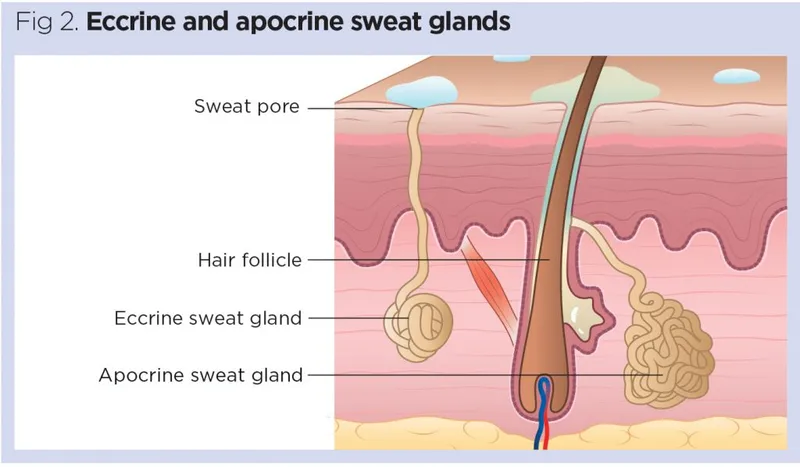 Eccrine and apocrine sweat glands