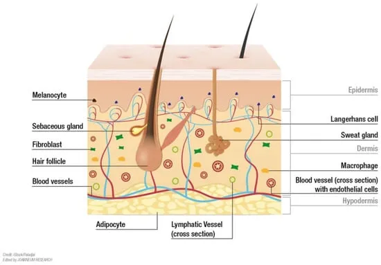 Skin Structure Diagram