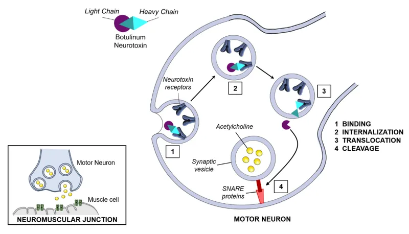 Botulinum Toxin Mechanism of Action