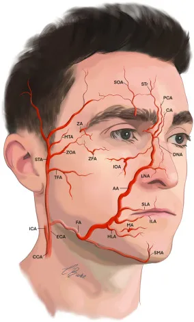 Facial Vascular Anatomy for Dermal Fillers