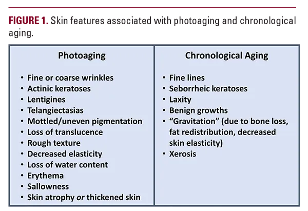 Photoaging vs Chronological Aging Skin Changes