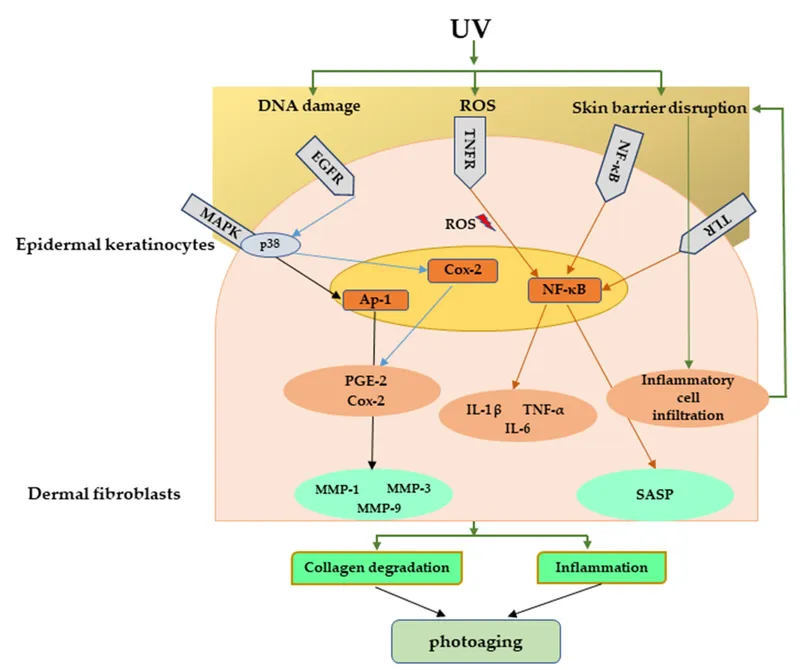 UV radiation molecular pathway leading to photoaging