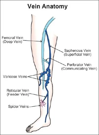 Leg Vein Anatomy Diagram