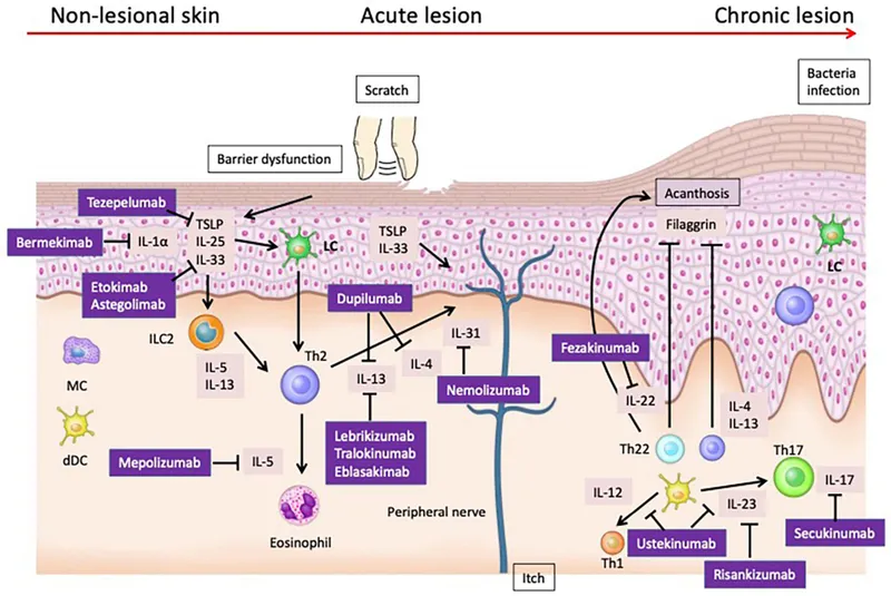 Biologic targets in dermatology