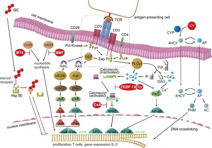 Immunosuppressant Mechanisms: Calcineurin, MTX, MMF