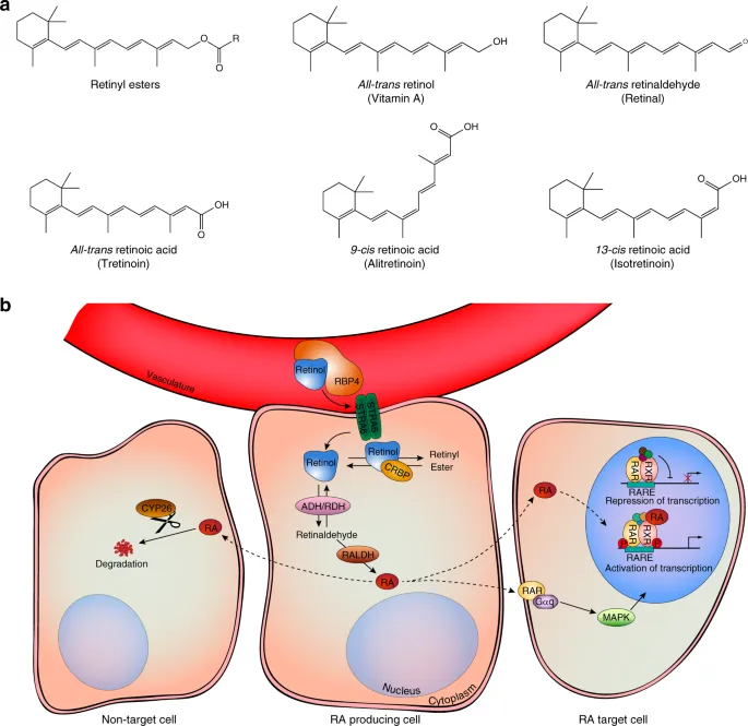 Retinoid mechanism: cell entry, receptor binding