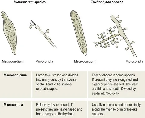 Microsporum and Trichophyton Macro/Microconidia