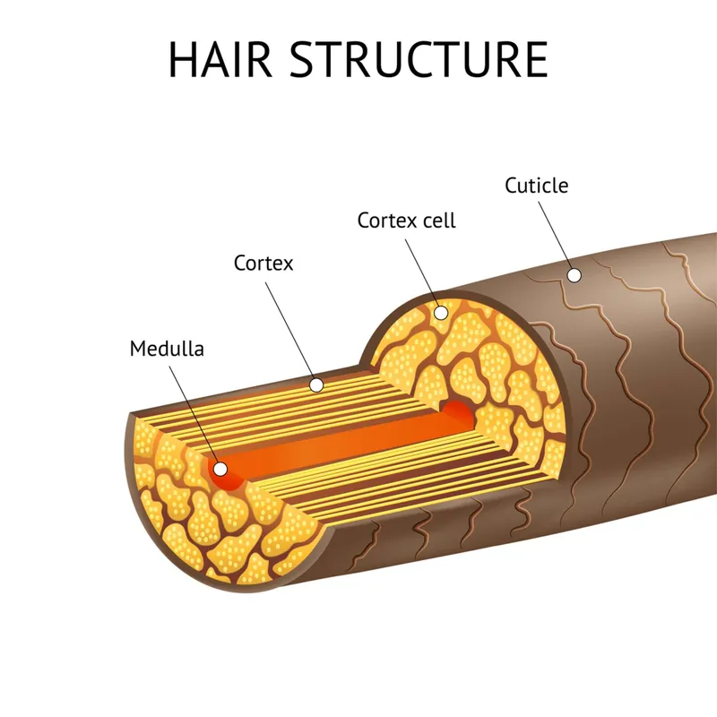 Hair shaft structure diagram