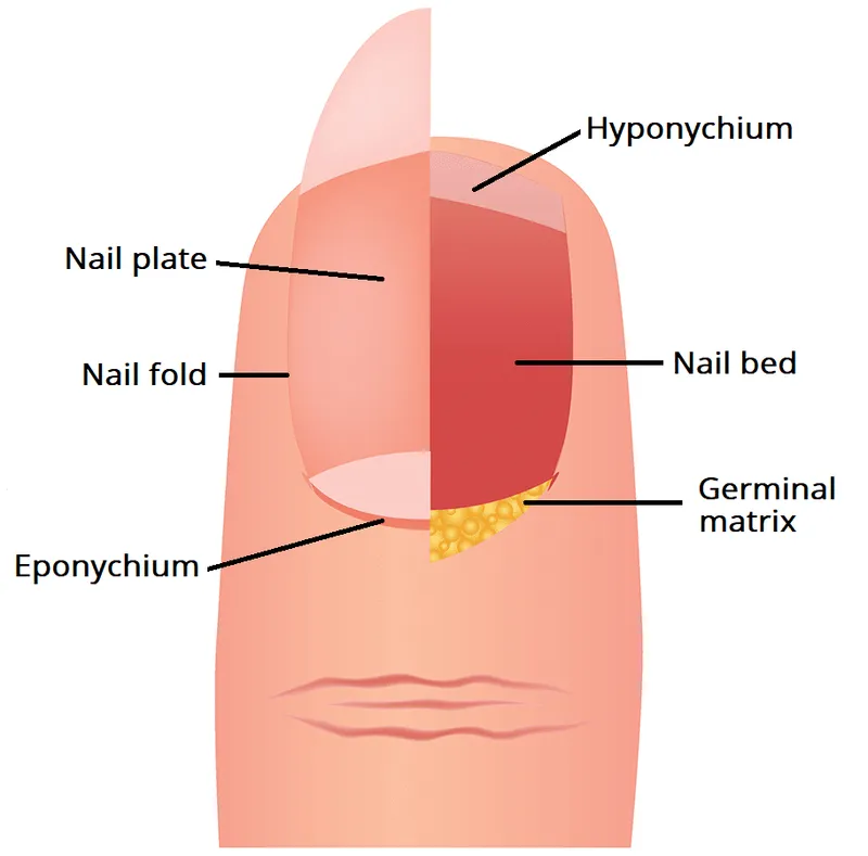 Anatomy of the human nail unit