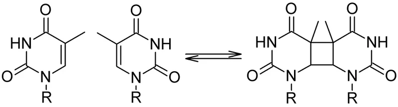 Cyclobutane pyrimidine dimer formation
