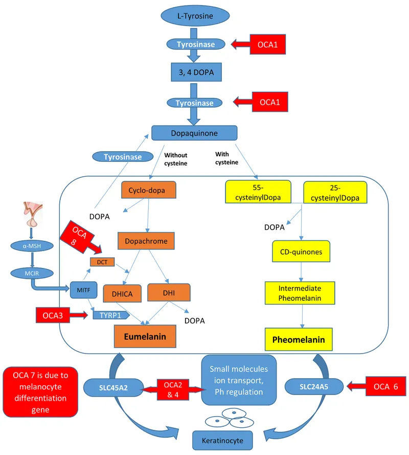 Melanin synthesis pathway and associated OCA genes