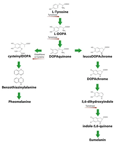 Melanin synthesis pathway: eumelanin and pheomelanin