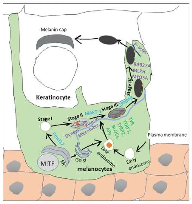 Melanosome stages and transfer to keratinocytes