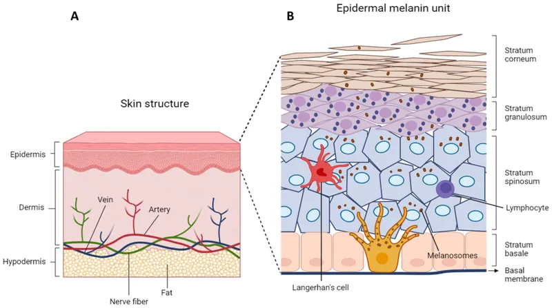 Epidermal melanin unit diagram
