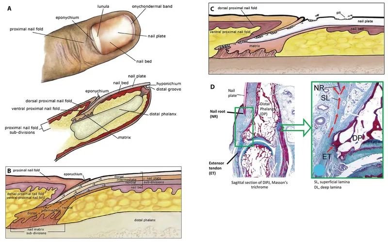 Anatomy of the nail unit