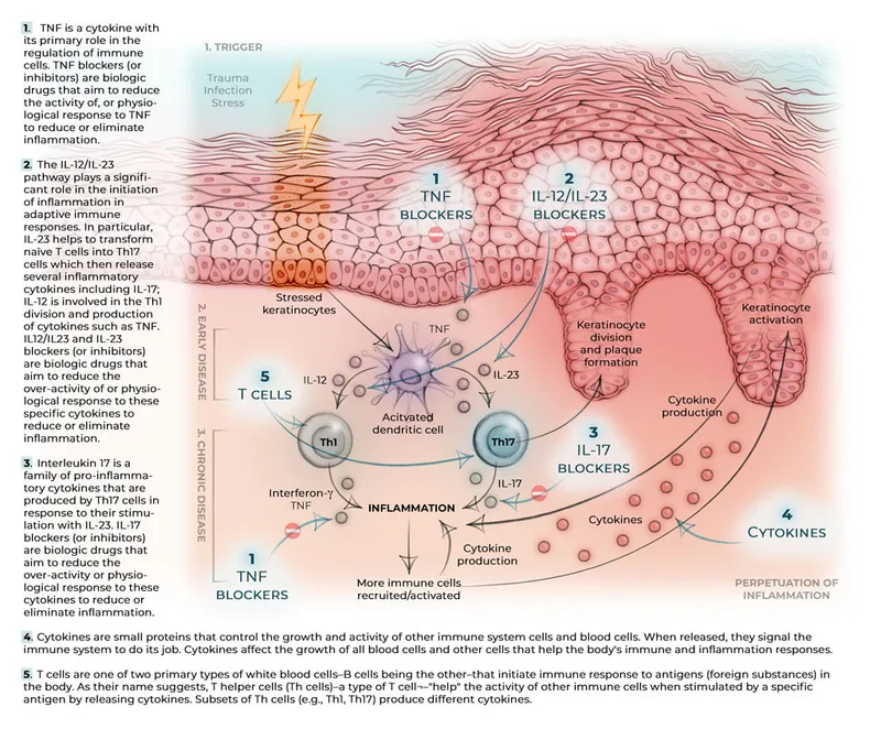 Cytokine targets of biologic agents in psoriasis