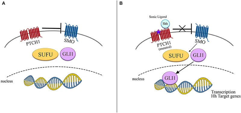 Hedgehog pathway in normal and mutated BCC cells