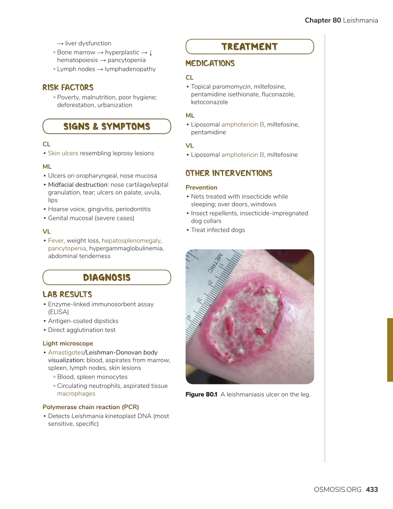 Leishman-Donovan bodies in macrophage