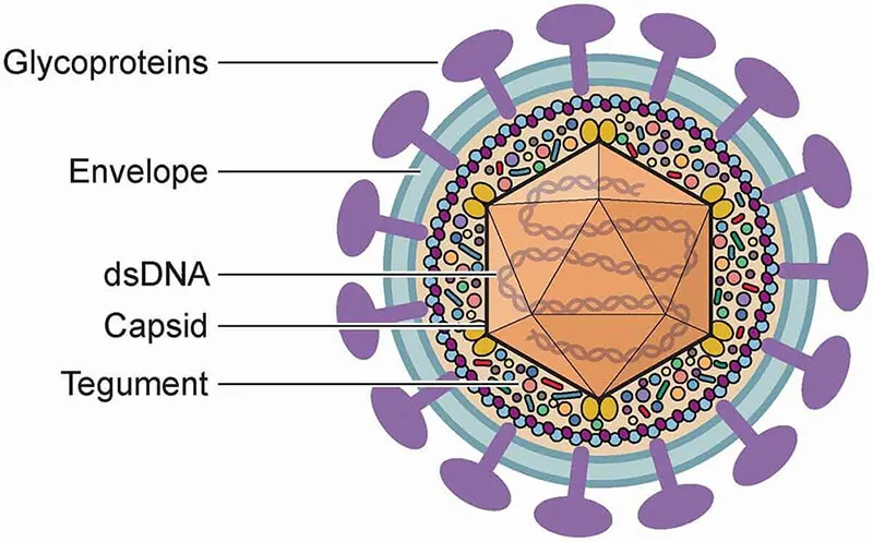 Herpes Simplex Virus Virion Structure